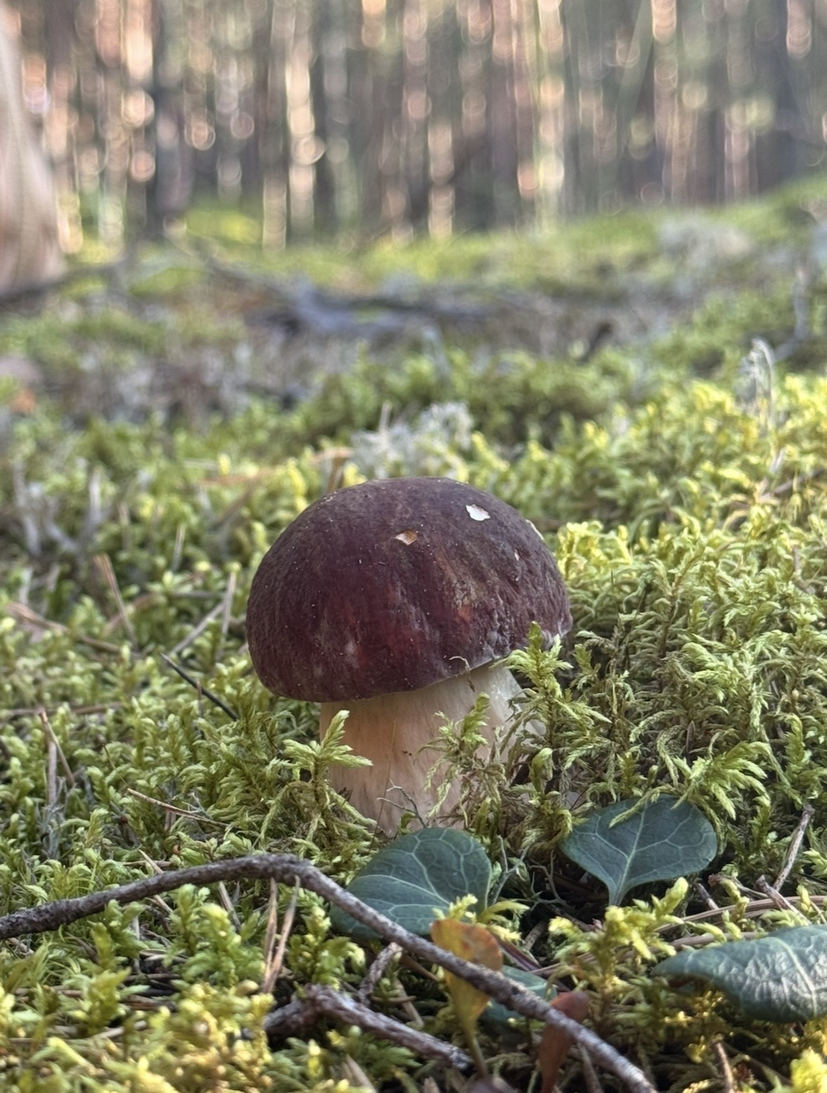 IMG_5657.jpeg